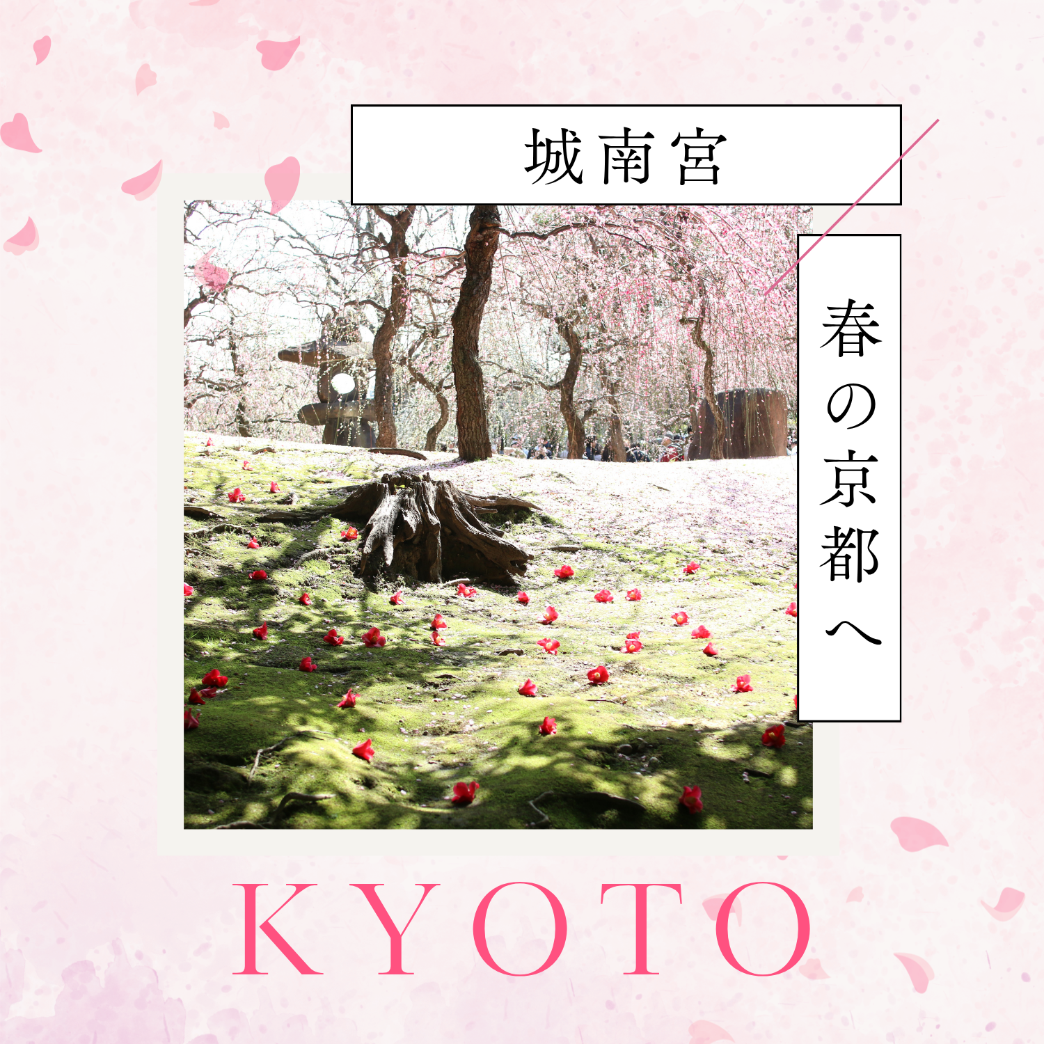 春の訪れを感じに。京都・城南宮の「しだれ梅」へ